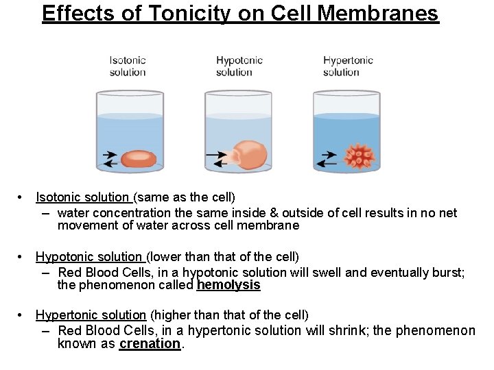 Effects of Tonicity on Cell Membranes • Isotonic solution (same as the cell) –