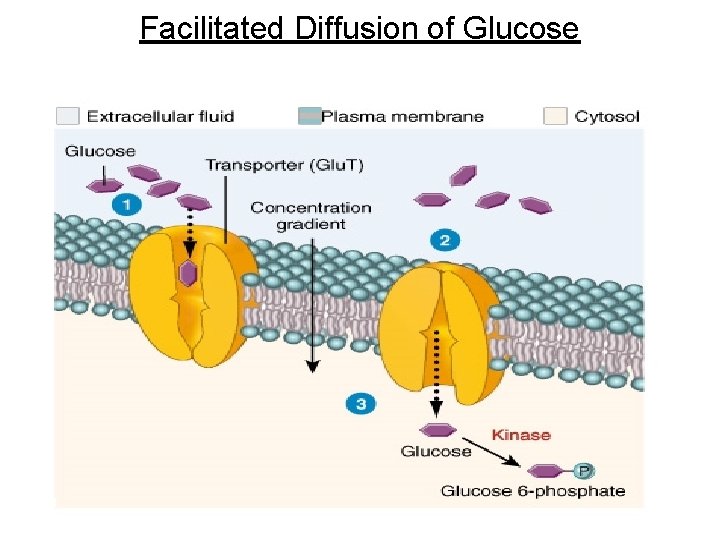 Facilitated Diffusion of Glucose 