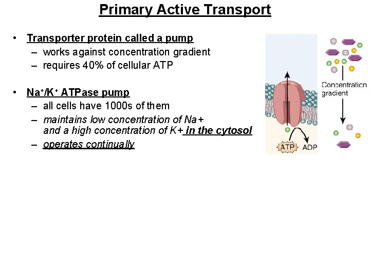 Primary Active Transport • Transporter protein called a pump – works against concentration gradient