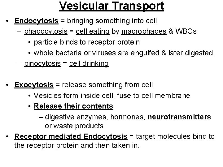 Vesicular Transport • Endocytosis = bringing something into cell – phagocytosis = cell eating