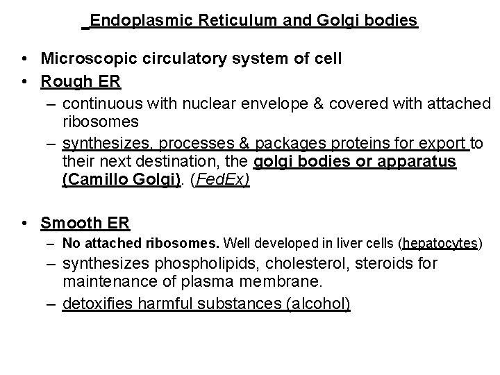 Endoplasmic Reticulum and Golgi bodies • Microscopic circulatory system of cell • Rough ER