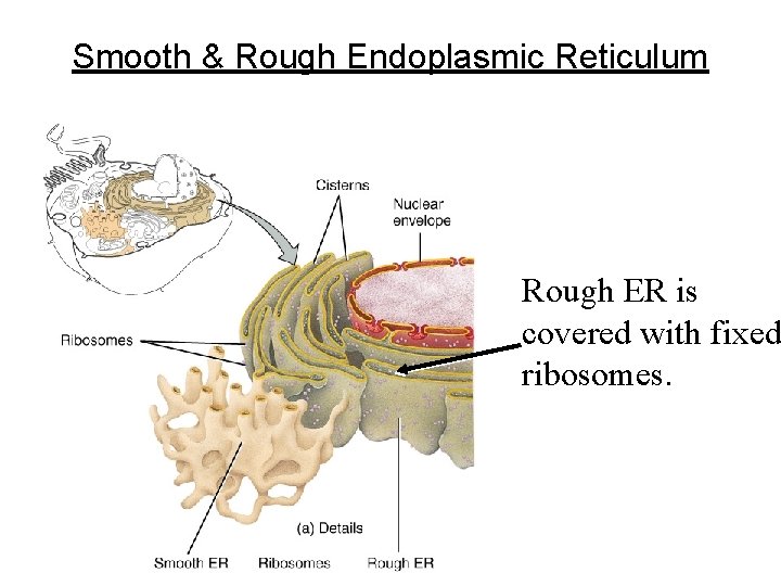 Smooth & Rough Endoplasmic Reticulum Rough ER is covered with fixed ribosomes. 