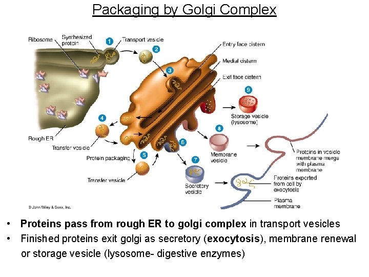 Packaging by Golgi Complex • Proteins pass from rough ER to golgi complex in
