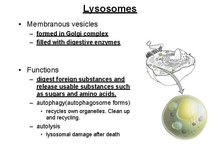 Lysosomes • Membranous vesicles – formed in Golgi complex – filled with digestive enzymes