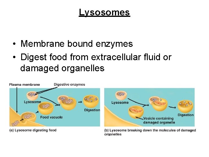 Lysosomes • Membrane bound enzymes • Digest food from extracellular fluid or damaged organelles
