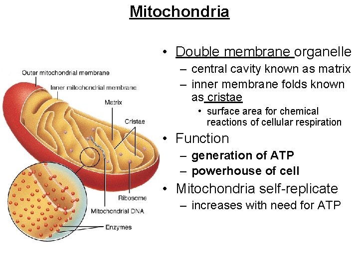 Mitochondria • Double membrane organelle – central cavity known as matrix – inner membrane