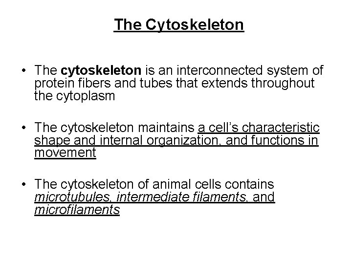 The Cytoskeleton • The cytoskeleton is an interconnected system of protein fibers and tubes