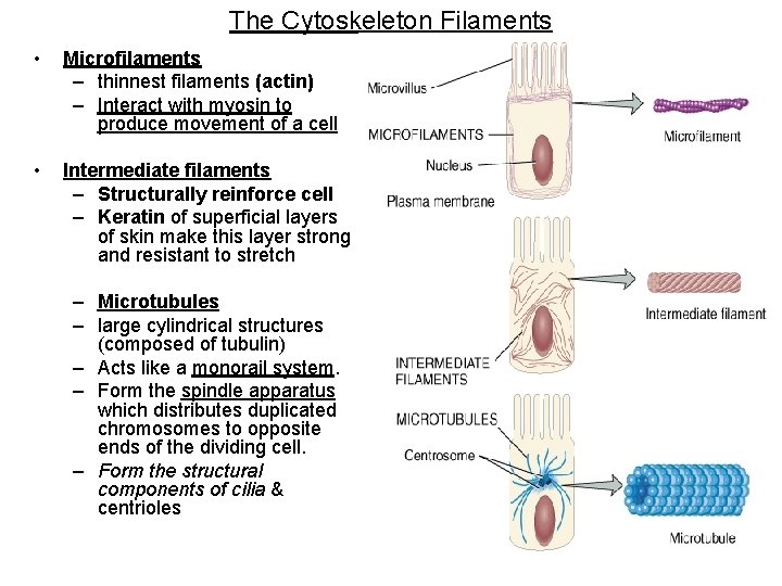 The Cytoskeleton Filaments • Microfilaments – thinnest filaments (actin) – Interact with myosin to