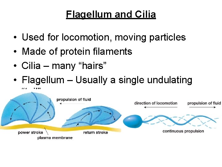 Flagellum and Cilia • • Used for locomotion, moving particles Made of protein filaments