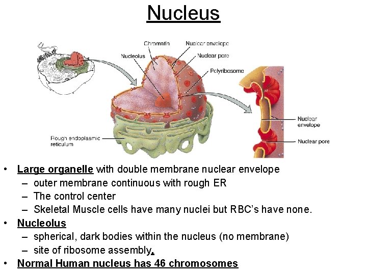 Nucleus • Large organelle with double membrane nuclear envelope – outer membrane continuous with