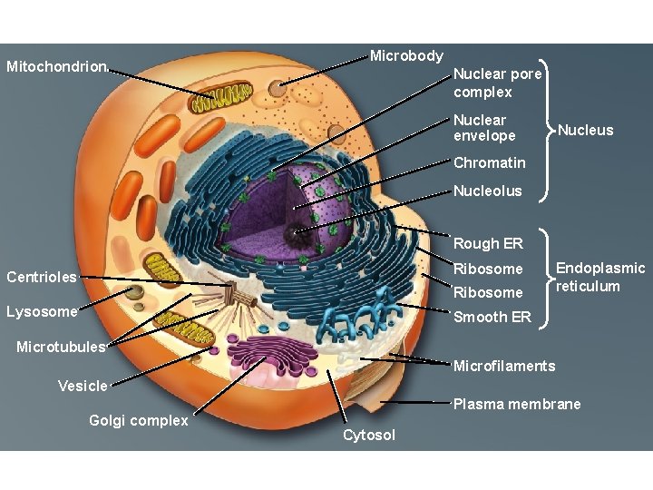 Mitochondrion Microbody Nuclear pore complex Nuclear envelope Nucleus Chromatin Nucleolus Rough ER Ribosome Centrioles