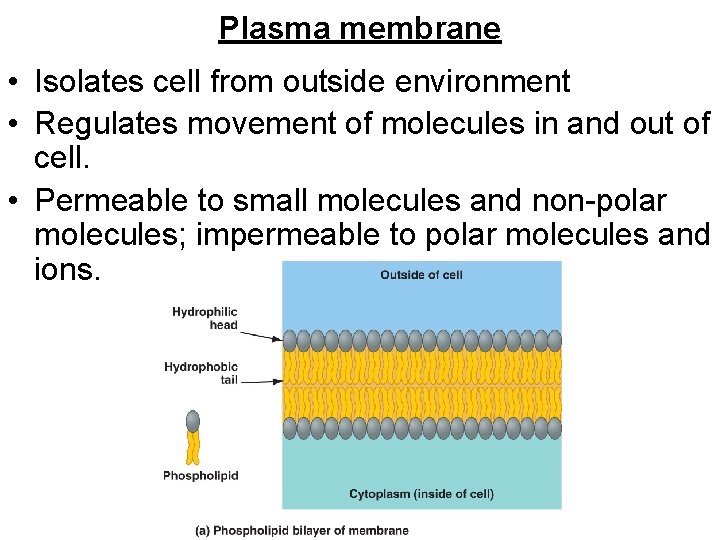 Plasma membrane • Isolates cell from outside environment • Regulates movement of molecules in