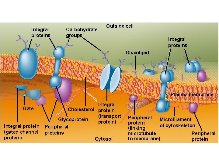 Integral proteins Carbohydrate groups Outside cell Integral proteins Glycolipid Plasma membrane Gate Integral protein