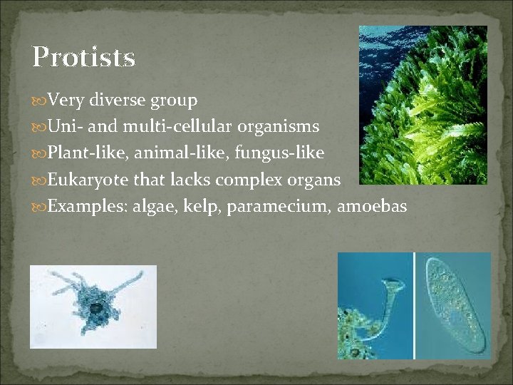 Protists Very diverse group Uni- and multi-cellular organisms Plant-like, animal-like, fungus-like Eukaryote that lacks