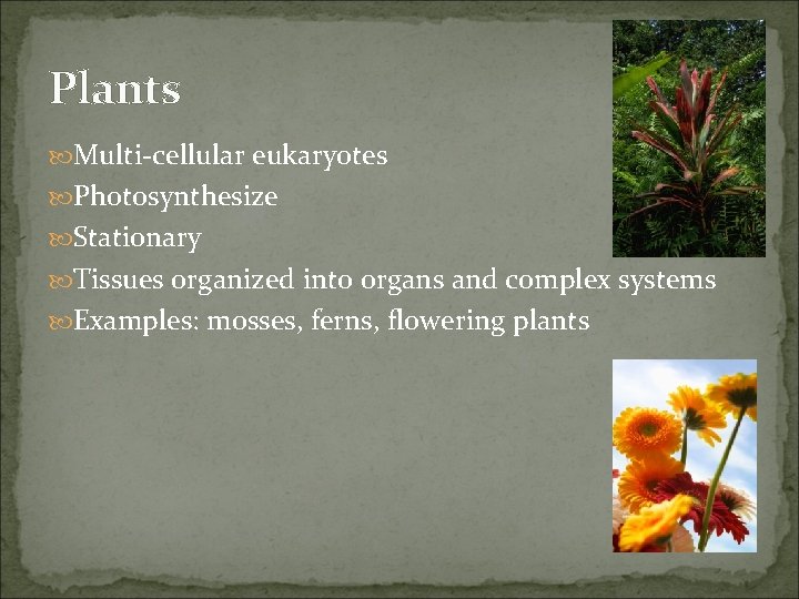 Plants Multi-cellular eukaryotes Photosynthesize Stationary Tissues organized into organs and complex systems Examples: mosses,