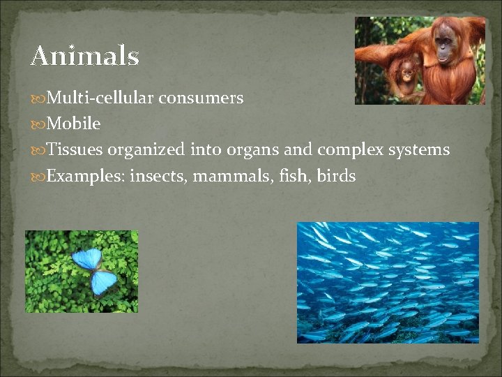 Animals Multi-cellular consumers Mobile Tissues organized into organs and complex systems Examples: insects, mammals,