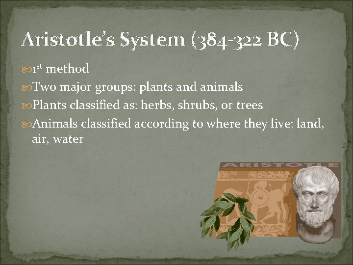 Aristotle’s System (384 -322 BC) 1 st method Two major groups: plants and animals