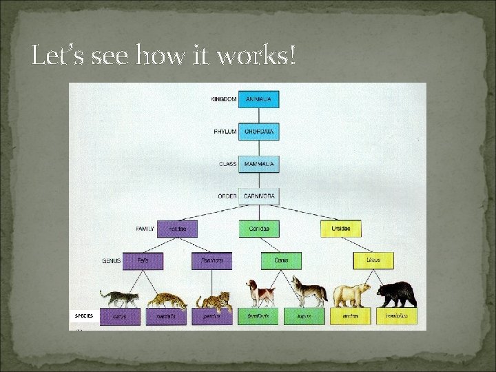 Let’s see how it works! SPECIES 