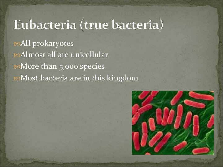Eubacteria (true bacteria) All prokaryotes Almost all are unicellular More than 5, 000 species