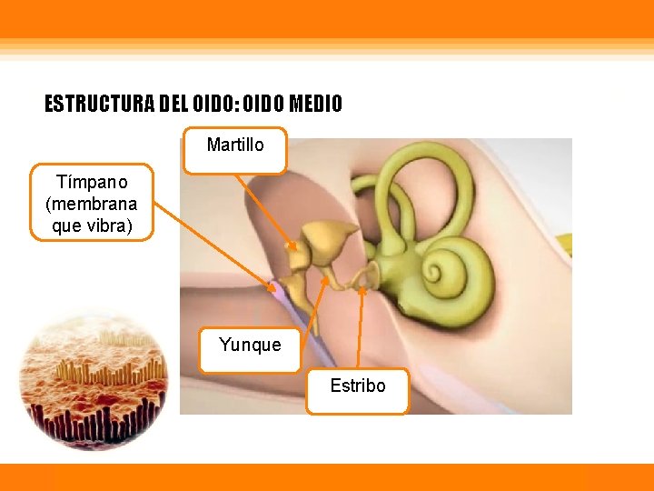 ESTRUCTURA DEL OIDO: OIDO MEDIO Martillo Tímpano (membrana que vibra) Yunque Estribo Física Calor