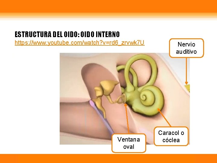 ESTRUCTURA DEL OIDO: OIDO INTERNO https: //www. youtube. com/watch? v=rd 6_zrvwk 7 U Ventana