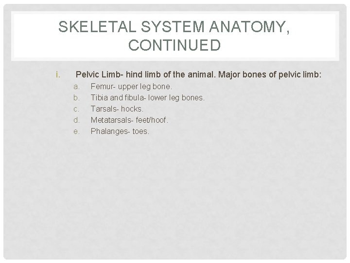 SKELETAL SYSTEM ANATOMY, CONTINUED i. Pelvic Limb- hind limb of the animal. Major bones