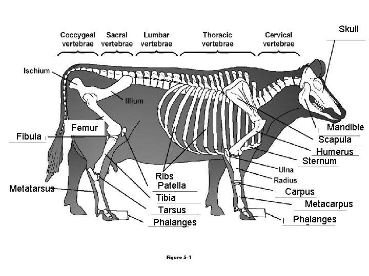 Skull Fibula Metatarsus Mandible Scapula Humerus Sternum Femur Ribs Patella Tibia Tarsus Phalanges Carpus