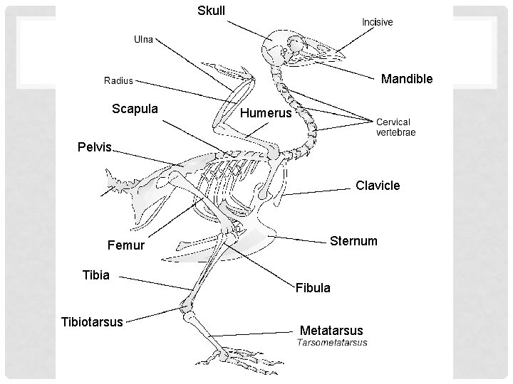 Skull Mandible Scapula Humerus Pelvis Clavicle Femur Tibia Tibiotarsus Sternum Fibula Metatarsus 