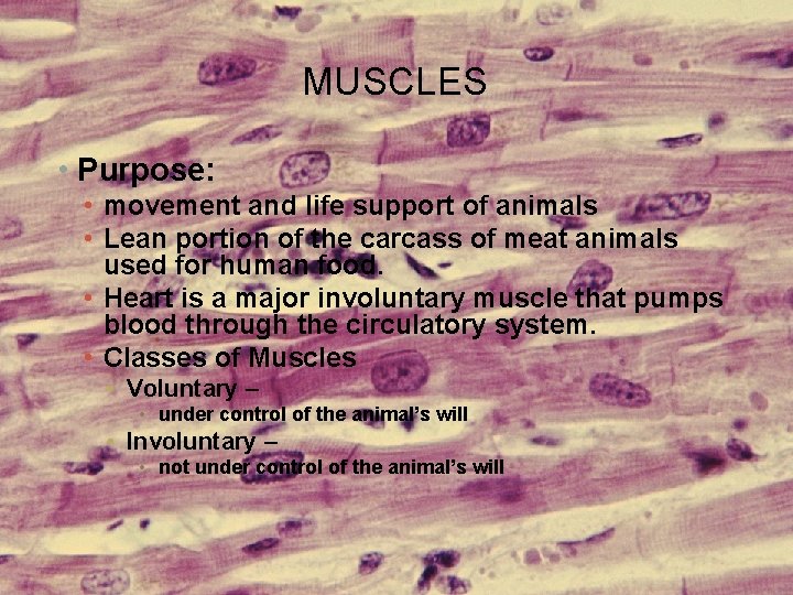 MUSCLES • Purpose: • movement and life support of animals • Lean portion of