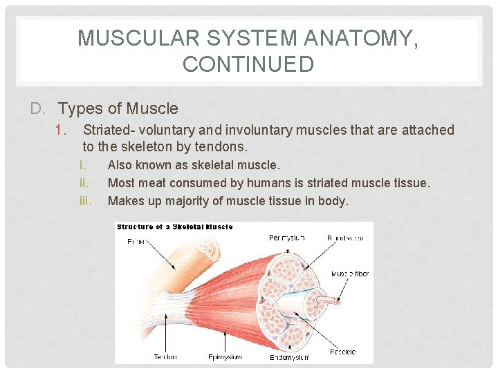 MUSCULAR SYSTEM ANATOMY, CONTINUED D. Types of Muscle 1. Striated- voluntary and involuntary muscles