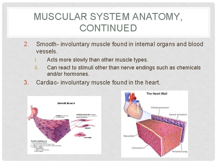 MUSCULAR SYSTEM ANATOMY, CONTINUED 2. Smooth- involuntary muscle found in internal organs and blood