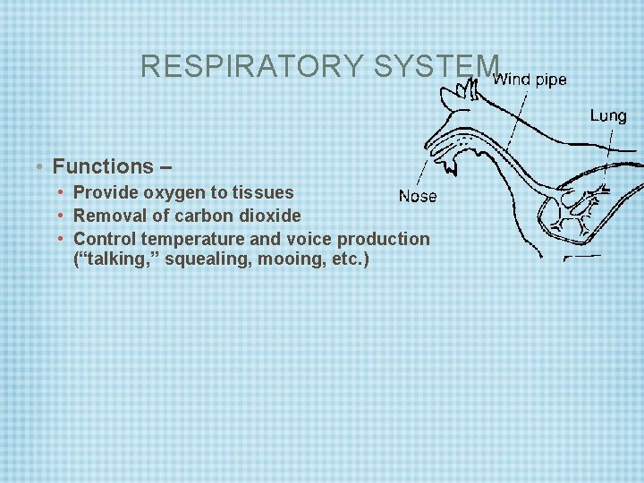 RESPIRATORY SYSTEM • Functions – • Provide oxygen to tissues • Removal of carbon