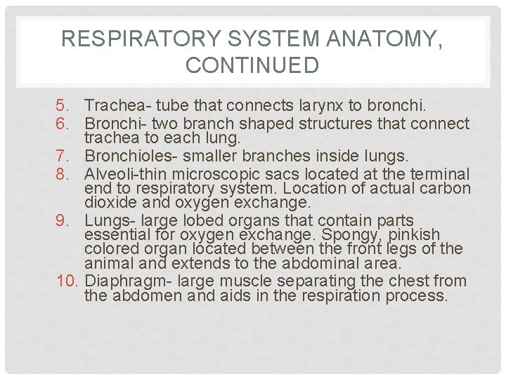 RESPIRATORY SYSTEM ANATOMY, CONTINUED 5. Trachea- tube that connects larynx to bronchi. 6. Bronchi-