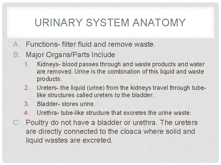 URINARY SYSTEM ANATOMY A. Functions- filter fluid and remove waste. B. Major Organs/Parts Include