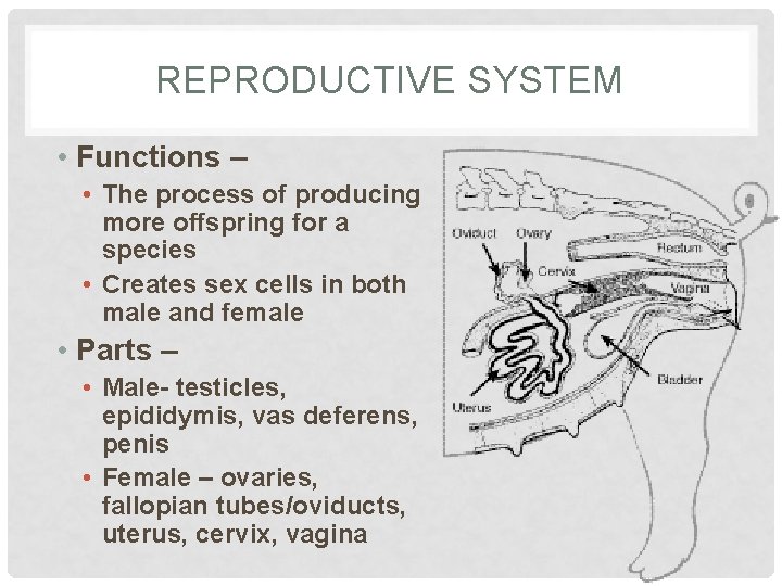 REPRODUCTIVE SYSTEM • Functions – • The process of producing more offspring for a