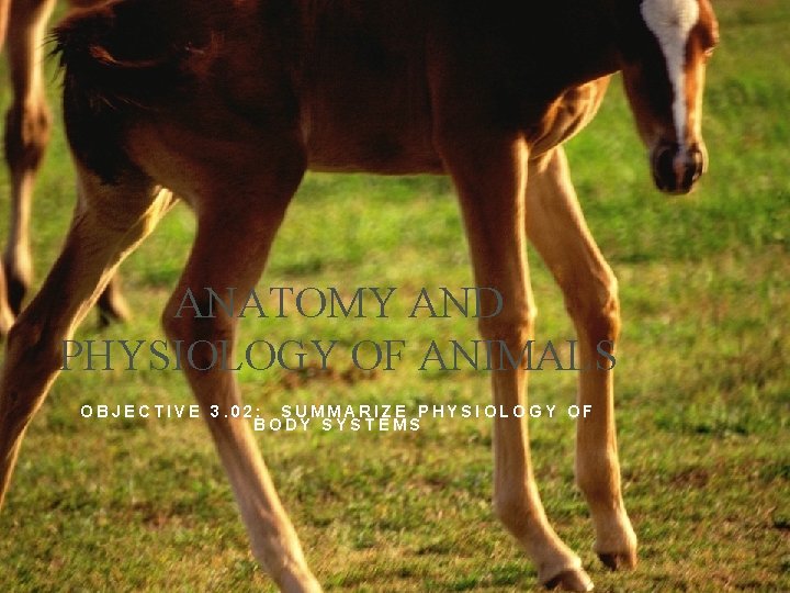 ANATOMY AND PHYSIOLOGY OF ANIMALS OBJECTIVE 3. 02: SUMMARIZE PHYSIOLOGY OF BODY SYSTEMS 