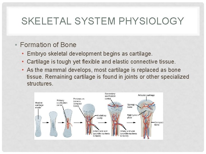 SKELETAL SYSTEM PHYSIOLOGY • Formation of Bone • Embryo skeletal development begins as cartilage.