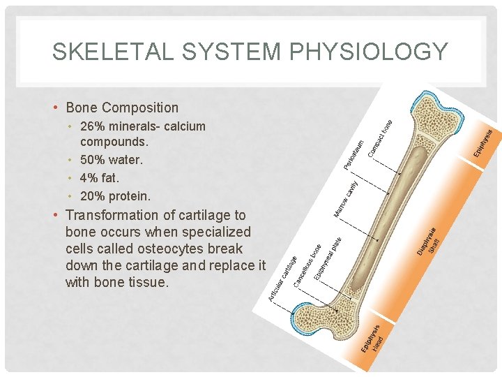 SKELETAL SYSTEM PHYSIOLOGY • Bone Composition • 26% minerals- calcium compounds. • 50% water.