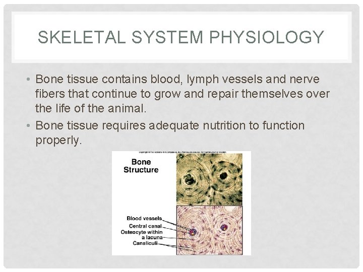 SKELETAL SYSTEM PHYSIOLOGY • Bone tissue contains blood, lymph vessels and nerve fibers that