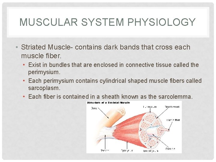 MUSCULAR SYSTEM PHYSIOLOGY • Striated Muscle- contains dark bands that cross each muscle fiber.