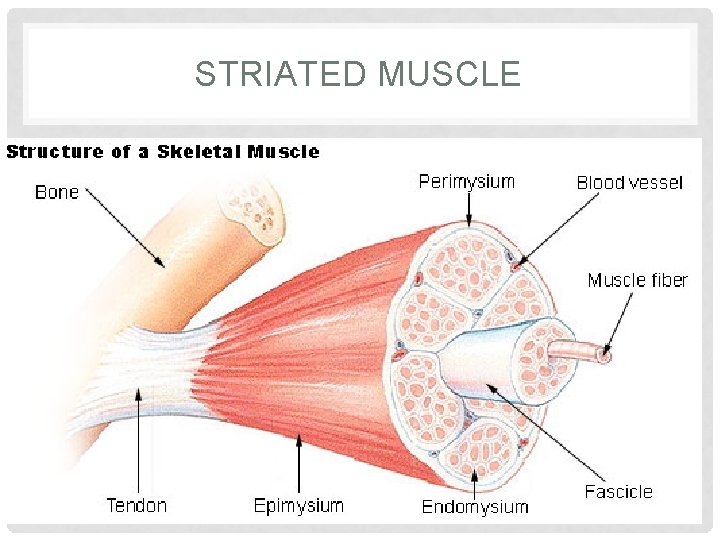 STRIATED MUSCLE 