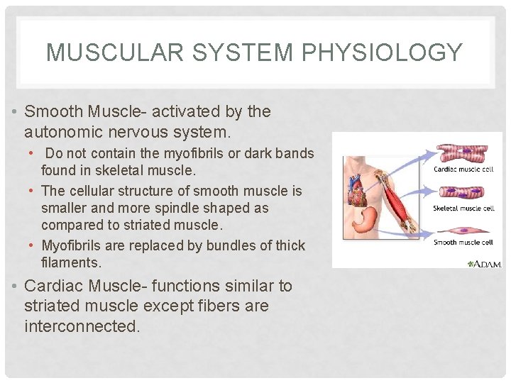 MUSCULAR SYSTEM PHYSIOLOGY • Smooth Muscle- activated by the autonomic nervous system. • Do