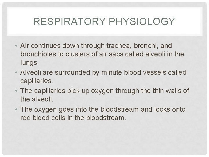 RESPIRATORY PHYSIOLOGY • Air continues down through trachea, bronchi, and bronchioles to clusters of