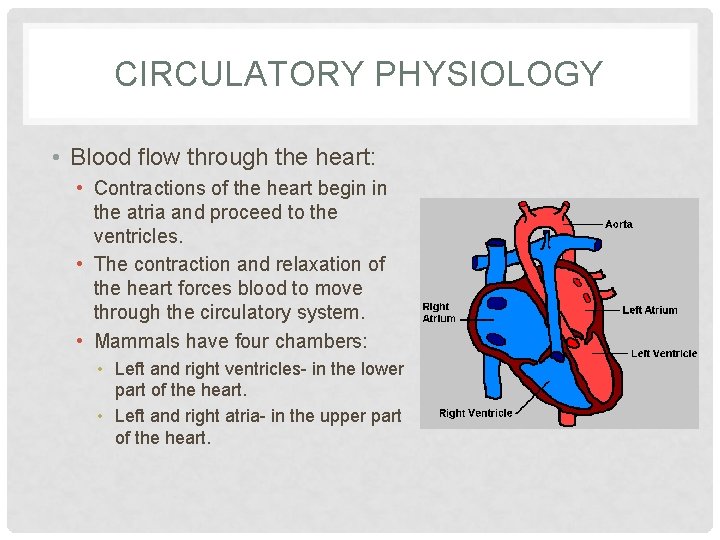 CIRCULATORY PHYSIOLOGY • Blood flow through the heart: • Contractions of the heart begin
