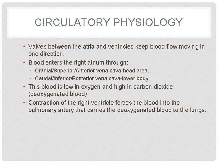 CIRCULATORY PHYSIOLOGY • Valves between the atria and ventricles keep blood flow moving in
