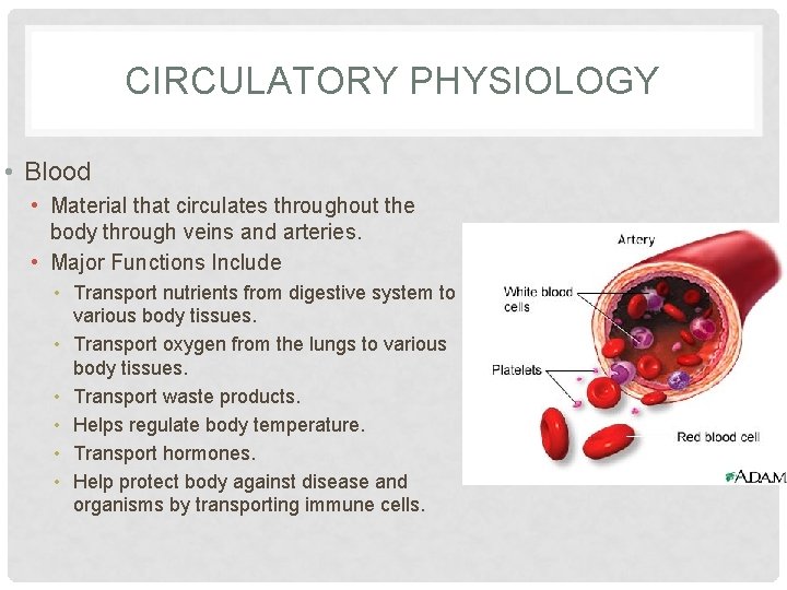 CIRCULATORY PHYSIOLOGY • Blood • Material that circulates throughout the body through veins and