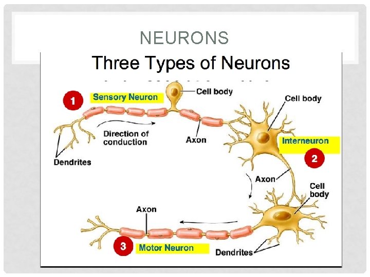 NEURONS 