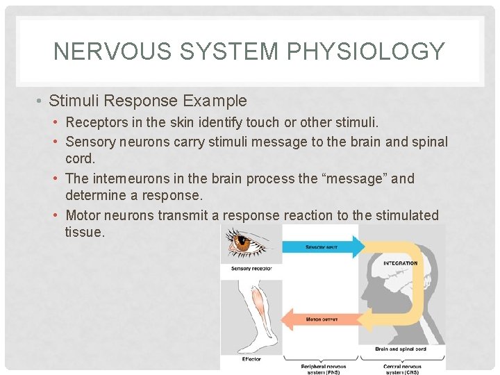 NERVOUS SYSTEM PHYSIOLOGY • Stimuli Response Example • Receptors in the skin identify touch