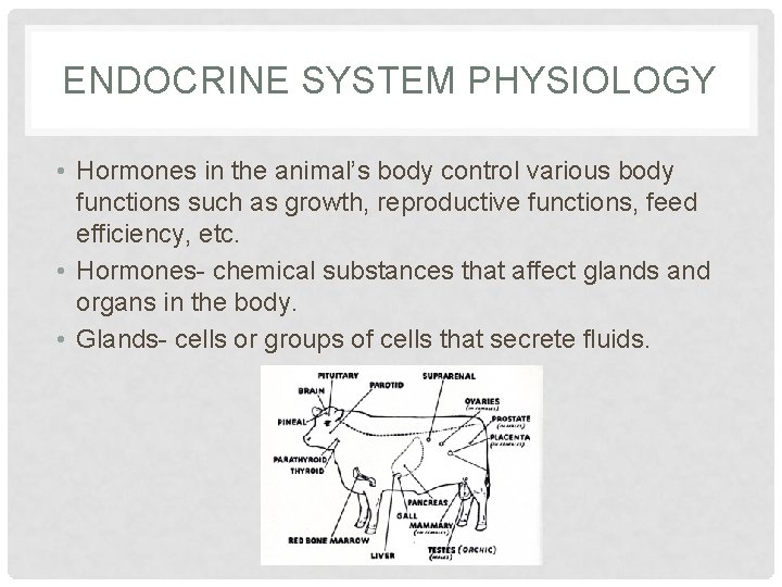 ENDOCRINE SYSTEM PHYSIOLOGY • Hormones in the animal’s body control various body functions such
