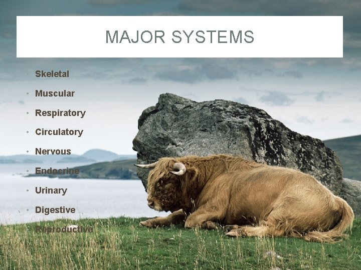 MAJOR SYSTEMS • Skeletal • Muscular • Respiratory • Circulatory • Nervous • Endocrine